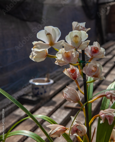 Obraz na płótnie A beautiful orchid with white petals and pink centers blooming in sunlight inside a greenhouse, surrounded by wooden planks and a potted plant in the background. w salonie
