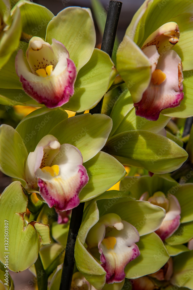 Close-up of blooming green cymbidium orchids with pink-tipped petals and yellow centers, showcasing their vibrant colors and delicate natural beauty in a lush botanical garden setting.