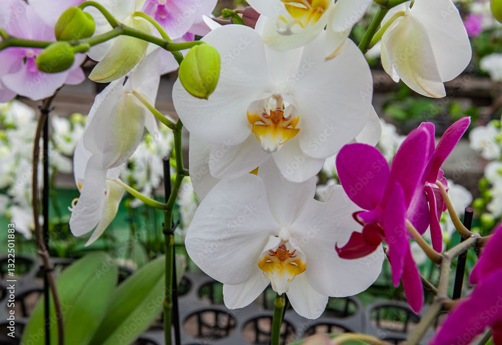 A close-up of vibrant white and purple orchids blooming in a garden with delicate petals and lush green leaves, showcasing their natural beauty and exotic appeal.
