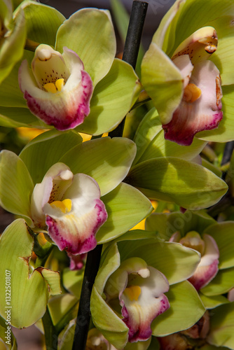 Obraz na płótnie Close-up of blooming green cymbidium orchids with pink-tipped petals and yellow centers, showcasing their vibrant colors and delicate natural beauty in a lush botanical garden setting. w salonie