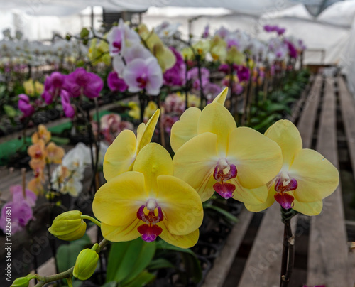 Obraz na płótnie A vibrant display of yellow and purple Phalaenopsis orchids in full bloom, arranged in a lush greenhouse setting that highlights their intricate details and exotic tropical beauty. w salonie