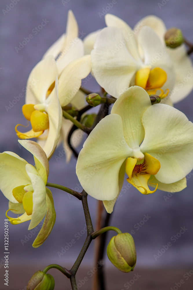 A close-up of a vibrant yellow orchid with delicate petals and blooming buds on a natural stem, showcasing its intricate details and tropical beauty for floral and botanical enthusiasts.