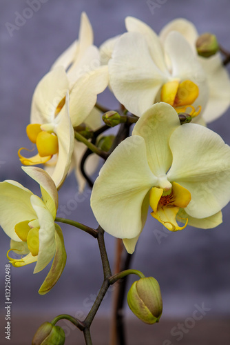 Obraz na płótnie A close-up of a vibrant yellow orchid with delicate petals and blooming buds on a natural stem, showcasing its intricate details and tropical beauty for floral and botanical enthusiasts. w salonie