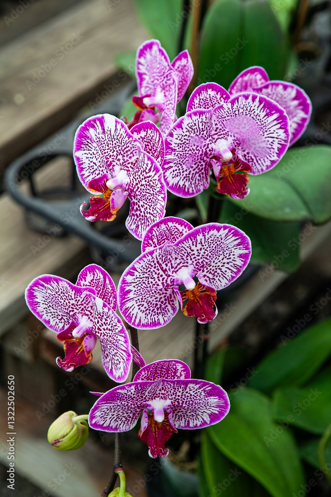 A close-up of a vibrant pink and purple Phalaenopsis orchid in bloom with intricate patterns on its petals, showcasing the natural beauty and delicate details of this exotic tropical flower.