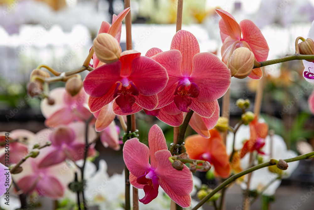 A close-up of pink orchids in full bloom with delicate petals and vibrant colors, surrounded by lush greenery in a tropical garden setting.