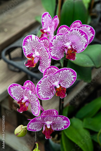 Obraz na płótnie A close-up of a vibrant pink and purple Phalaenopsis orchid in bloom with intricate patterns on its petals, showcasing the natural beauty and delicate details of this exotic tropical flower. w salonie