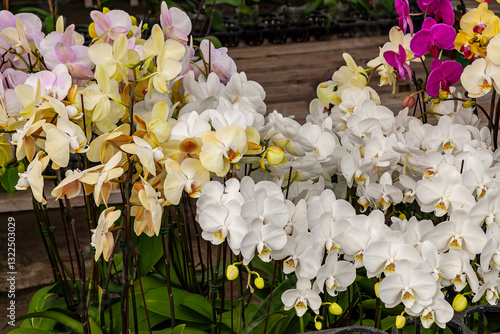 Obraz na płótnie A vibrant display of blooming orchids in various colors including white, yellow, pink, and purple arranged in a garden setting showcasing the natural beauty and exotic appeal of these tropical flowers w salonie