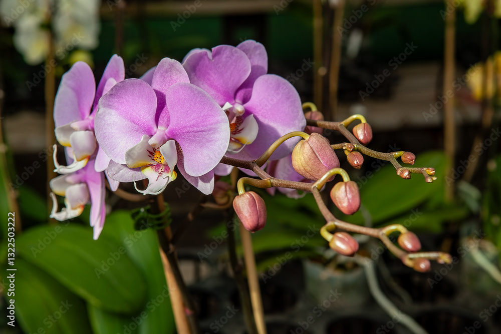 A close-up of a blooming pink orchid with delicate petals and vibrant colors, featuring blossoms and buds on a green leafy stem in a natural garden setting.