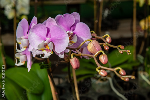 A close-up of a blooming pink orchid with delicate petals and vibrant colors, featuring blossoms and buds on a green leafy stem in a natural garden setting.