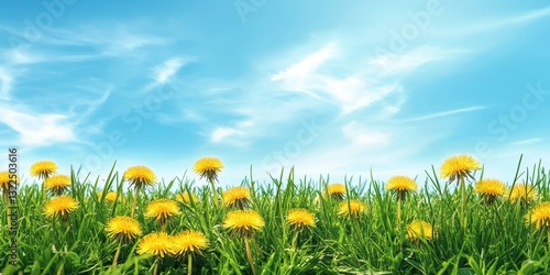 Bright Field of Yellow Dandelions Under Clear Blue Sky with Fluffy Clouds and Vibrant Green Grass in a Serene and Beautiful Landscape Setting
