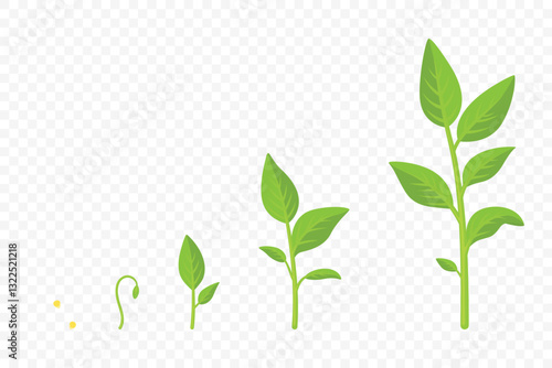 Plant Growth Stages, Vector Illustration. Seed to Sprout, Young Plant to Full Growth. Green Leaf Evolution Illustration. Gardening, Agriculture, Botany Concept for Farming and Nature Science