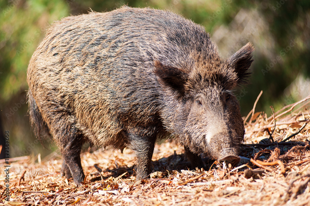 wild boar in park, Arbatax, Tortolì, Nuoro, Sardinia, Italy wild boar in park, Arbatax, Tortolì, Nuoro, Sardinia, Italy