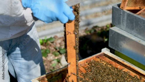 Beekeeper inspecting a honeycomb frame in a hive during a sunny day at a local apiary