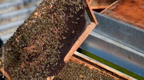 Honeycomb harvesting process in a rural apiary during a sunny afternoon