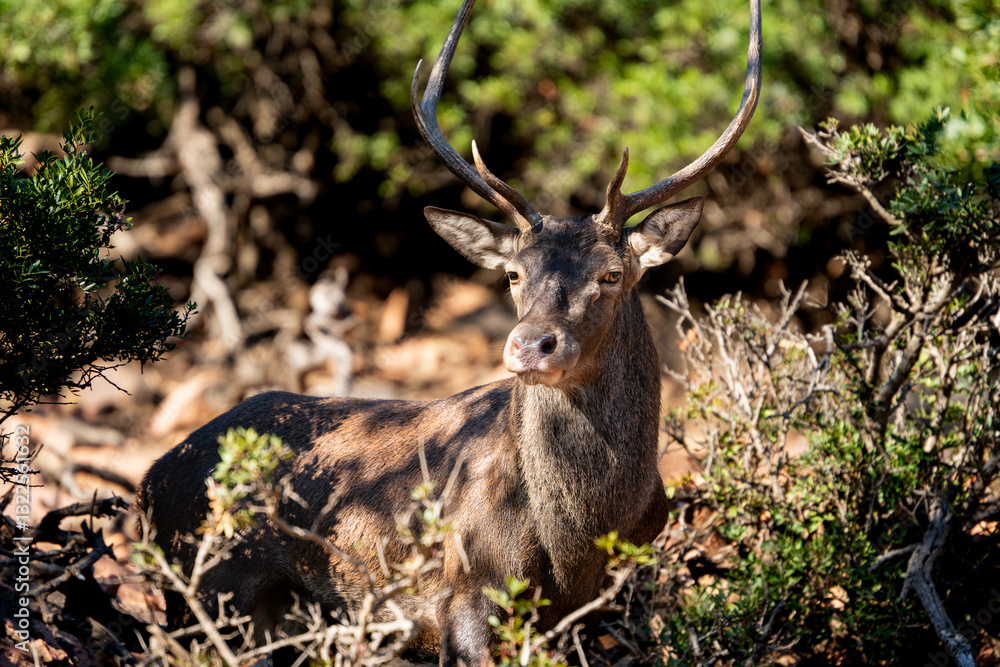 Naklejka premium Arbatax, Tortolì, Sardinia, Italy - portrait of deer in the forest