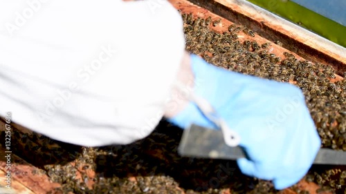 Honey bee inspection in apiary with careful handling of brood frames and monitoring hive health