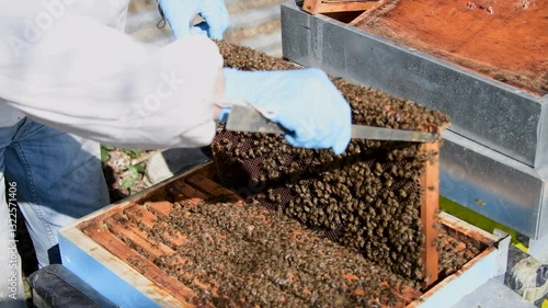Beekeeper inspecting hive frames filled with bees during a sunny afternoon in a rural apiary