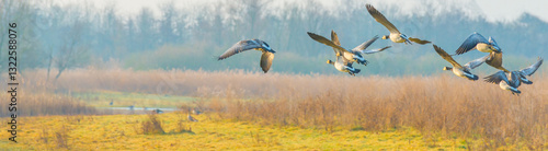 Wallpaper Mural Birds flying over and in nature in the light of sunrise in winter, Almere, Flevoland, The Netherlands, March 10, 2025 Torontodigital.ca