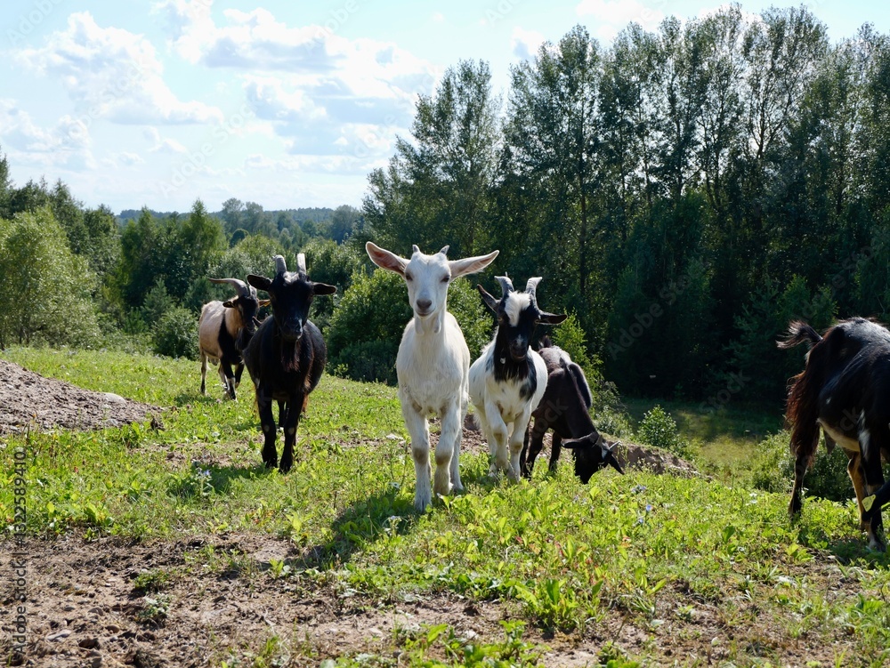 The goats or domestic goat (Capra hircus) on the pasture at the farm. Lithuania The goats or domestic goat (Capra hircus) on the pasture at the farm. Lithuania