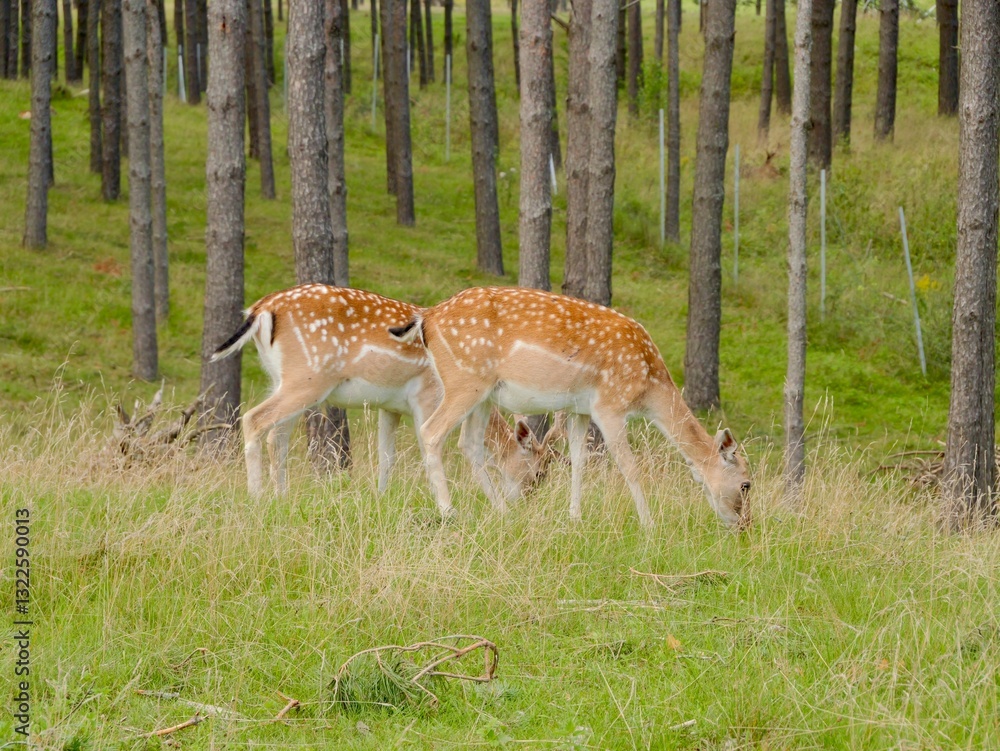The European fallow deer (Dama dama) in the forest, also the common fallow deer or simply fallow deer, is a species of deer native to Eurasia. Lithuania The European fallow deer (Dama dama) in the forest, also the common fallow deer or simply fallow deer, is a species of deer native to Eurasia. Lithuania