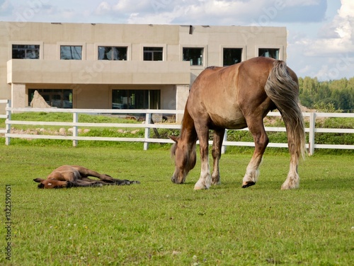 Horse and foal in field near horse stables. Lithuania