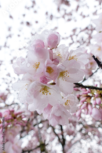 Beautiful pink Cherry blossoms in the morning dew near Portland Oregon