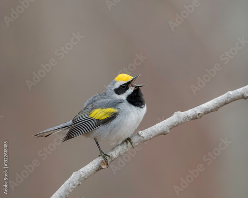 Golden-winged Warbler (Vermivora chrysoptera),  is a New World warbler. It breeds in southeastern and south-central Canada and in the Appalachian Mountains in northeastern, north-central United States