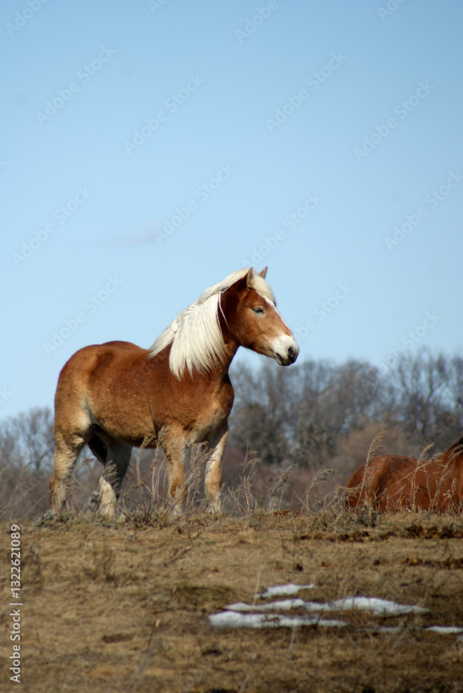 Fototapeta premium horse in the field