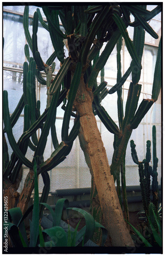 large cactus in a greenhouse photo