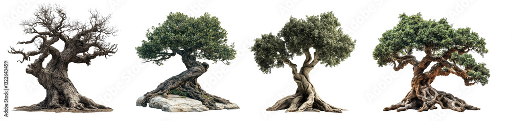 Set of four distinct olive trees with unique growth stages and vibrant textures, PNG, isolated on transparent background. Set of four distinct olive trees with unique growth stages and vibrant textures, PNG, isolated on transparent background.