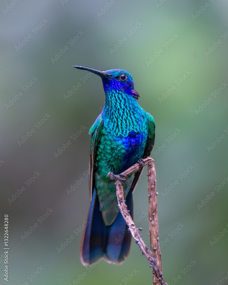 Fototapeta premium COLIBRI CHILLON