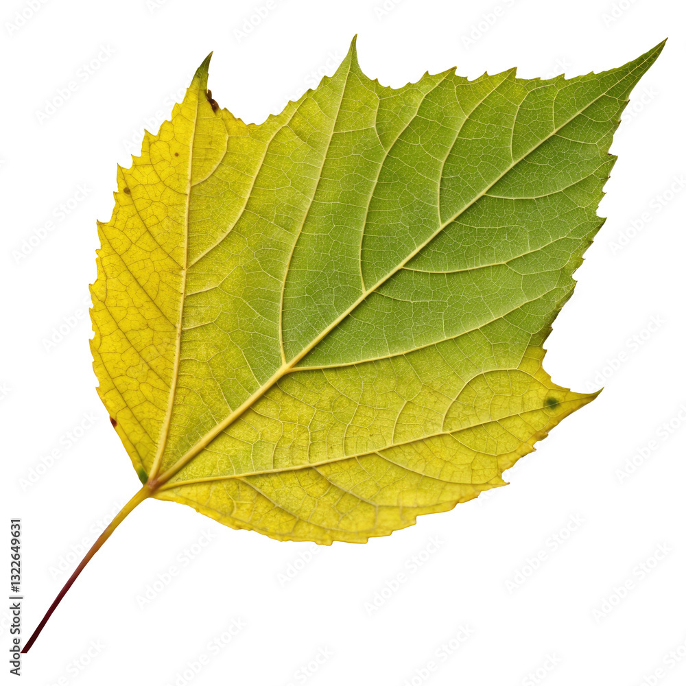 Fototapeta premium Green Leaf Yellow Leaf Red Leaf with Transparent Background Generative AI