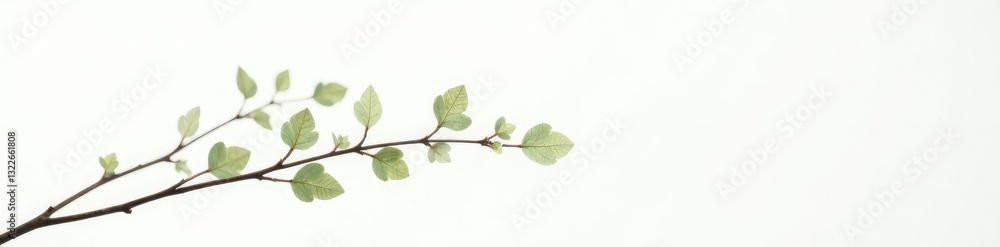 Fototapeta premium Delicate branch with tiny leaves on a crisp white background, isolated branches, small