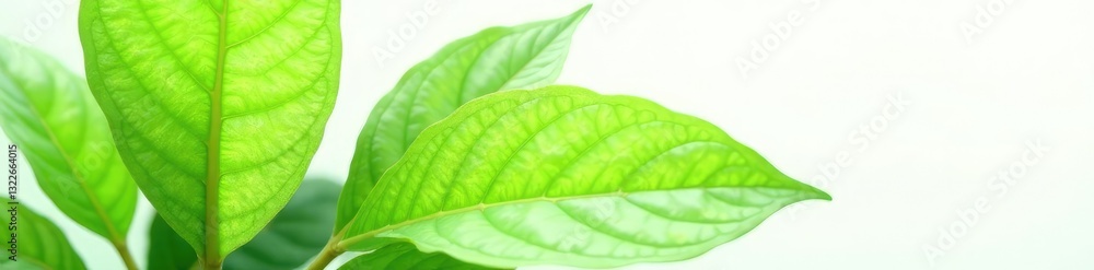 Obraz premium Green plant leaves with veins isolated on white background, closeup, stem