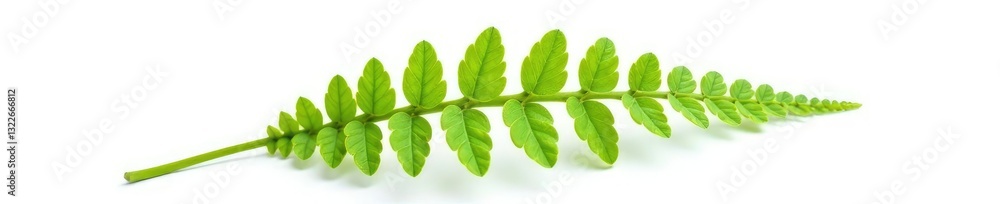 Single fern frond isolated on white background, plant, greenery Single fern frond isolated on white background, plant, greenery