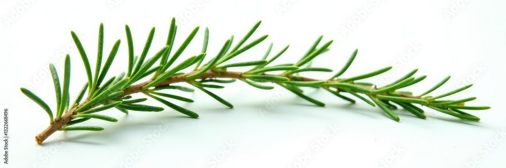 Fototapeta premium Sprigs of fresh rosemary on a white background, nature, foliage, garden