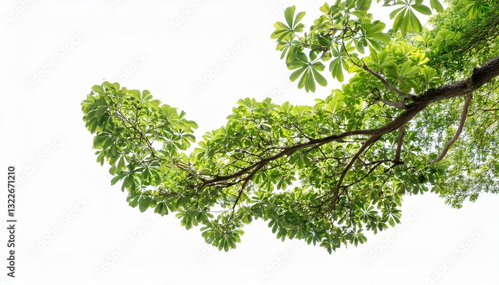Isolated Tree Branch on Transparent Background Against a White Backdrop Striking and Pure in HighContrast Simplicity, Perfect for Digital Art or Minimalist Design. Isolated Tree Branch on Transparent Background Against a White Backdrop Striking and Pure in HighContrast Simplicity, Perfect for Digital Art or Minimalist Design.