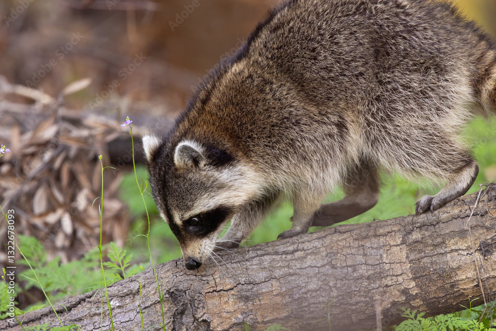 Fototapeta premium Adorable raccoon (Procyon lotor) at Myakka River State Park, Florida