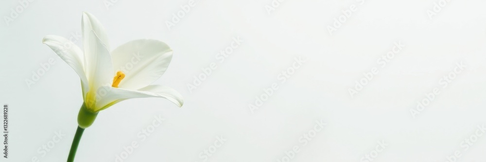 Obraz premium Elegant single white freesia blossom, pure white background, beauty, soft, aroma