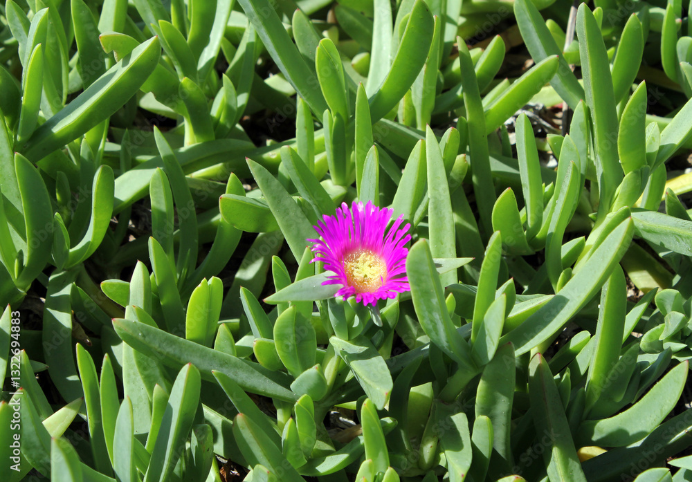 Obraz premium Pink pigface flower on a carpobrotus glaucescens plant on a beach