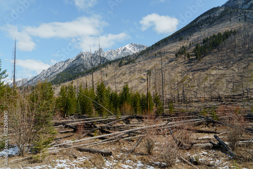 Forest restoring after wild fires in Canadian Rockies  photo