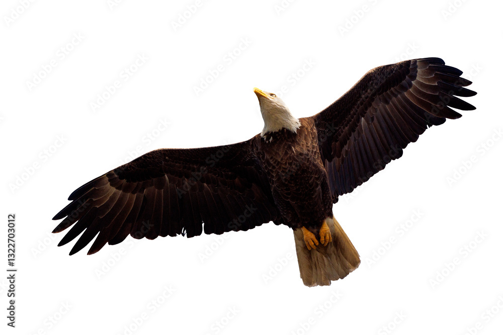 Fototapeta premium Bald eagle (Haliaeetus leucocephalus) flying over Lido Key, Florida. Eagle cropped from my original photo and isolated in a transparent PNG, a photo asset for your design projects.
