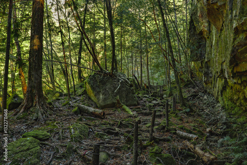 苔むした場所 photo