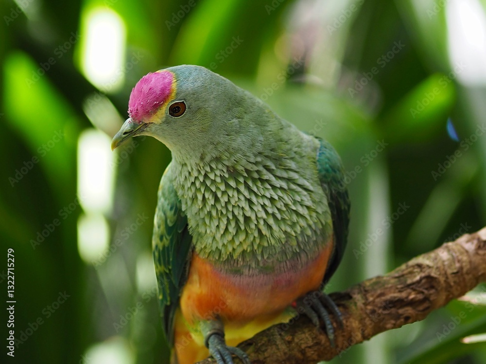 Obraz premium Elegant Rose-crowned Fruit Dove.