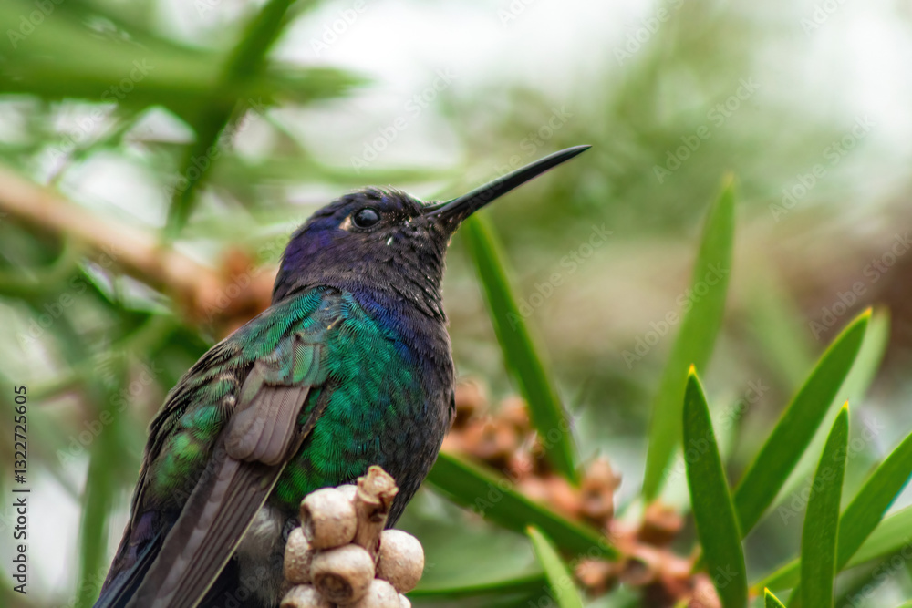 Obraz premium Beija-flor-tesoura (Eupetomena macroura)