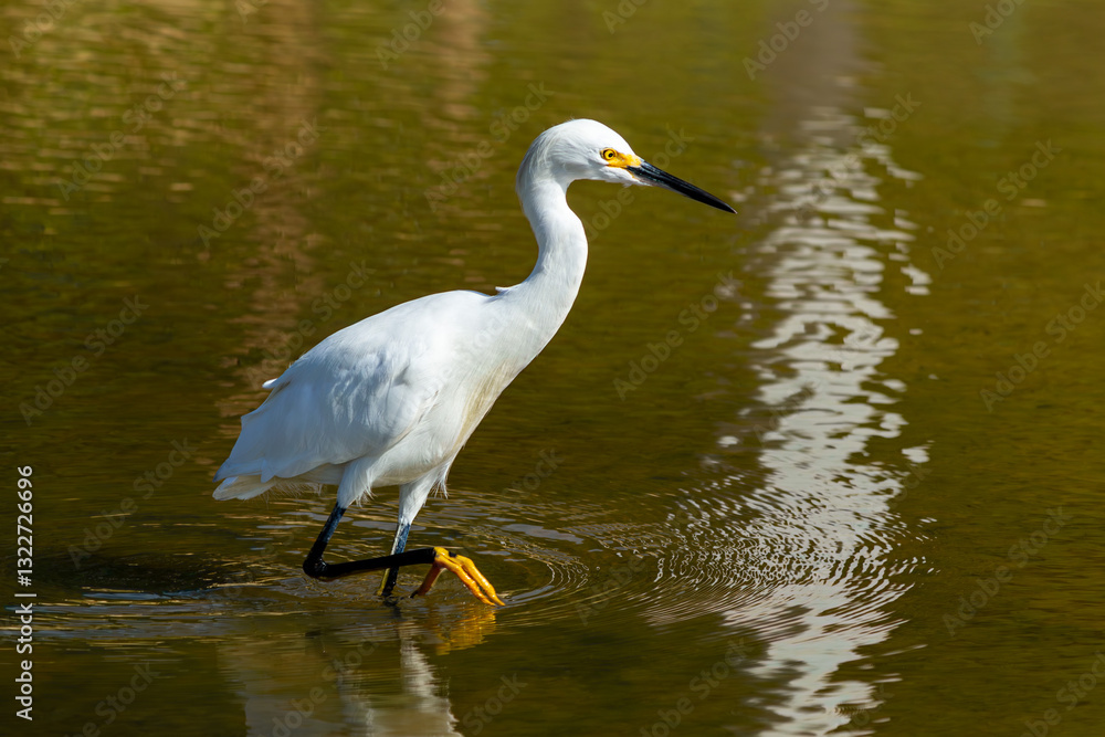 Garça-branca-pequena (Egretta thula) no lago Garça-branca-pequena (Egretta thula) no lago