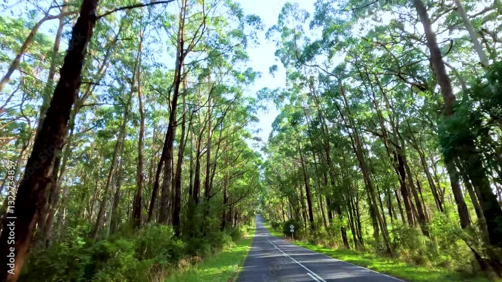 Scenic Drive Through Forest Canopy Scenic Drive Through Forest Canopy