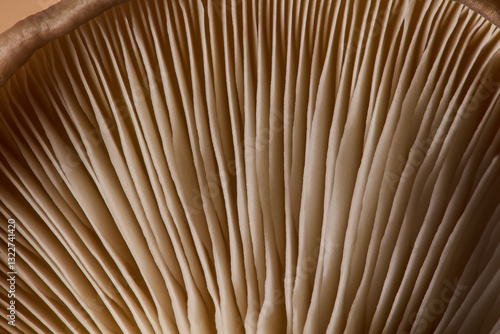Macro view of velvety cap with twisting gills of oyster mushroom