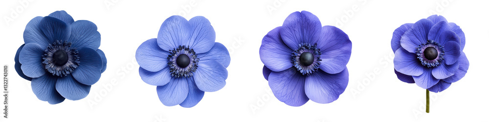 Vibrant blue anemone flowers blooming in a natural garden setting with lush foliage and a serene peaceful atmosphere Vibrant blue anemone flowers blooming in a natural garden setting with lush foliage and a serene peaceful atmosphere