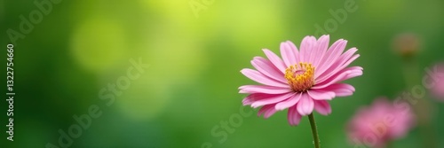 Delicate pink New York asters, soft focus green backdrop, botany, pastel, pretty
